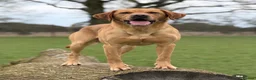 Labrador Retriever dogs for sale: 2 FOX RED LABRADOR BOYS LEFT READY NOW  - Advert 17