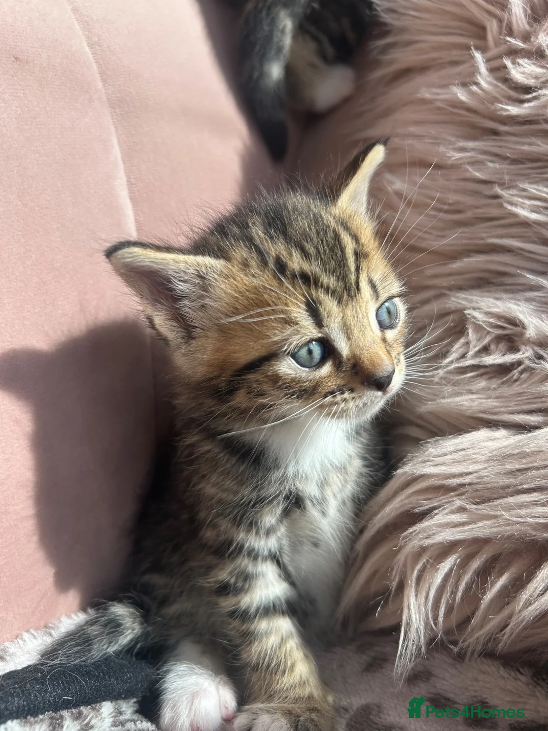 Persian cats for sale: X6 Persian Cross - beautiful fluffy kittens - Advert 14