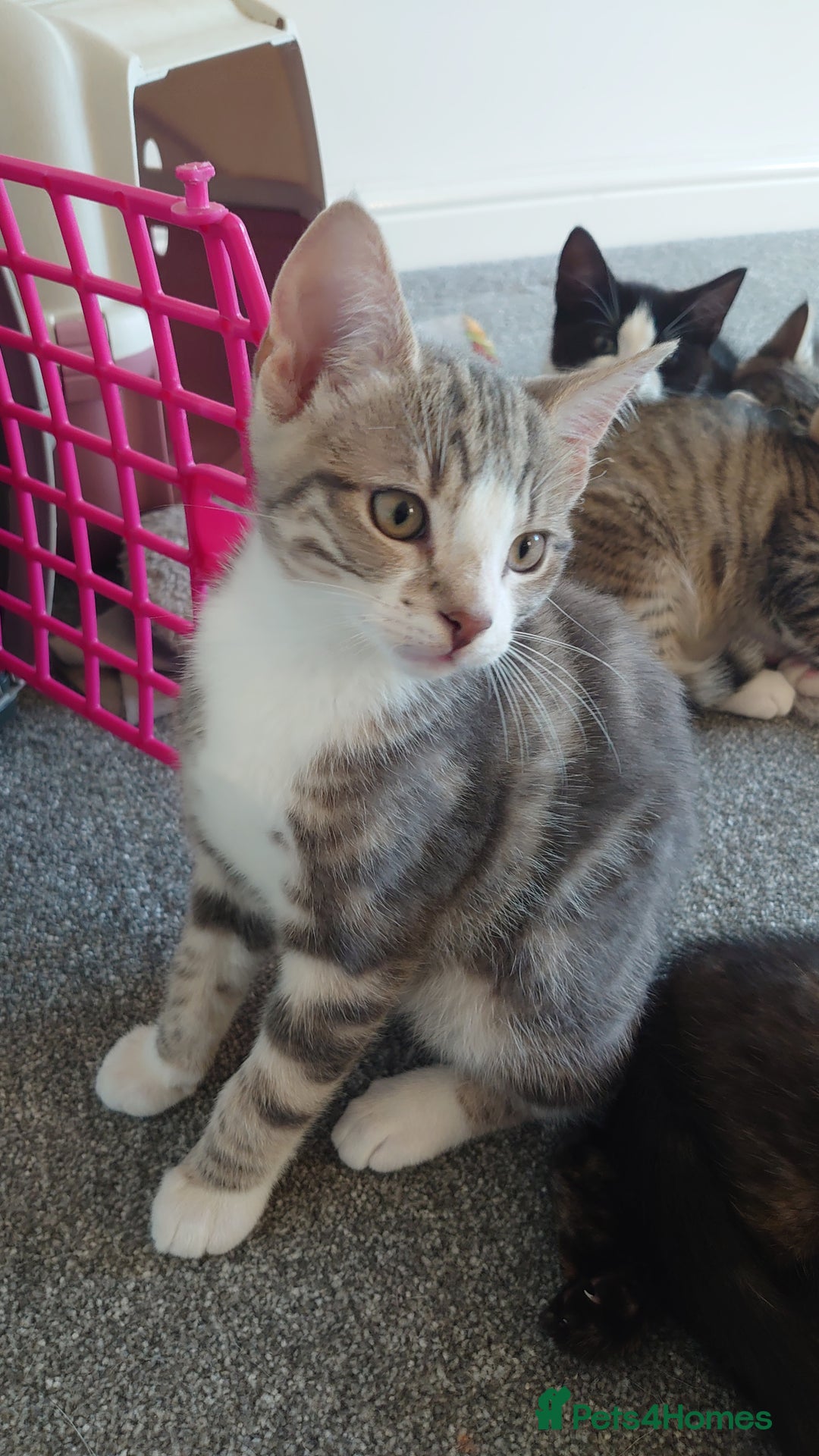 Mixed Breed cats for sale: Kittens ready now - Advert 8