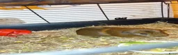 Guinea Pig rodents for sale: Male guinea pig (2 years old)  - Advert 1