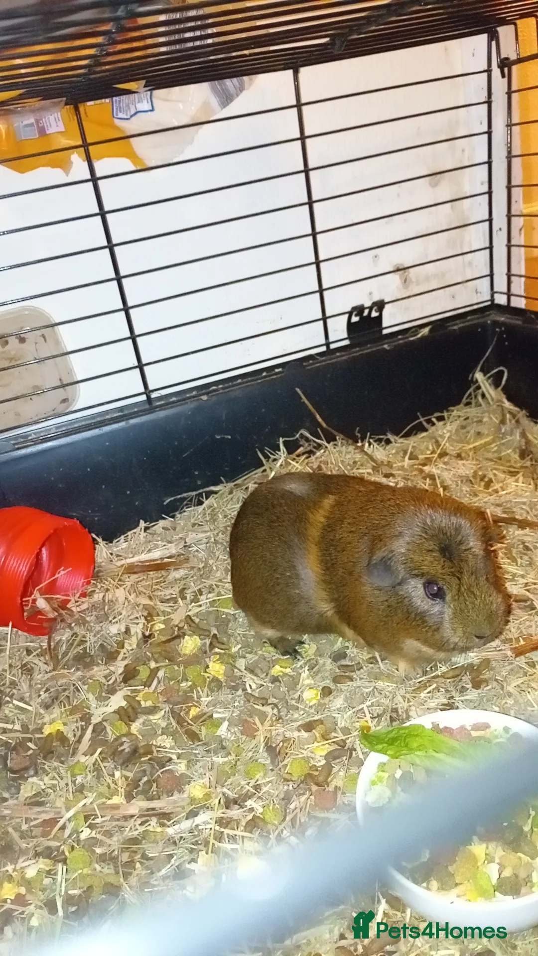 Guinea Pig rodents for sale: Male guinea pig (2 years old)  - Advert 1