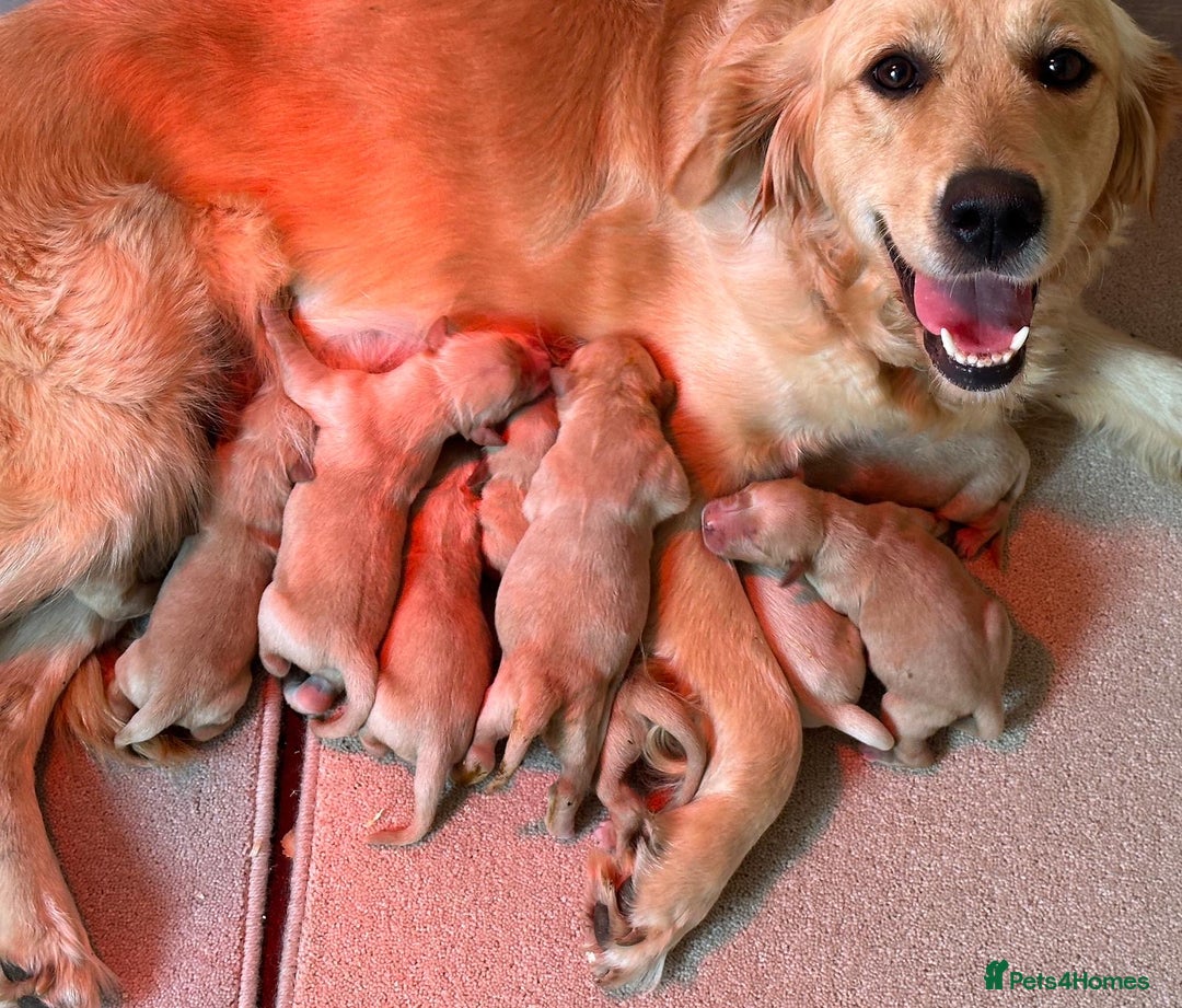 Golden Retriever dogs for sale: Golden Retriever Puppy - Advert 5