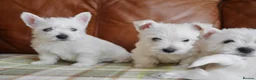 West Highland Terrier dogs for sale: Stunning West Highland Terrier Puppies - Advert 11