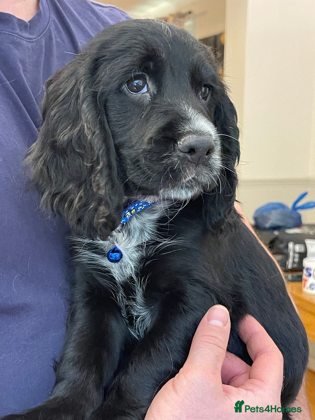 Sprocker dogs for sale: Beautiful Sprocker puppies HEALTH TESTED PARENTS - Image 14
