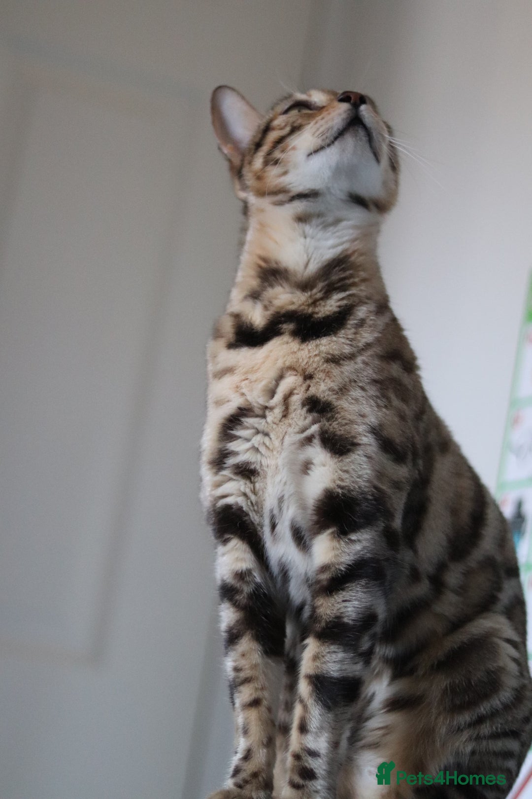 Bengal cats for sale: Imported Seal Sepia Bengal Queen– Proven – Active - Advert 5