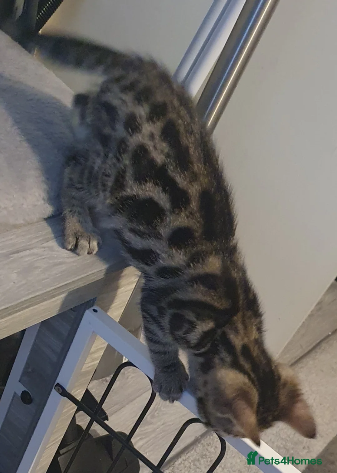Bengal cats for sale: STUNNING BENGAL TABBY MIXED GIRL! - Advert 9