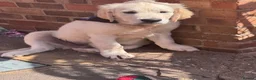 Golden Retriever dogs for sale: ❤️❤️❤️ Beautiful KC Golden Retriever puppies❤️❤️❤️ - Advert 19