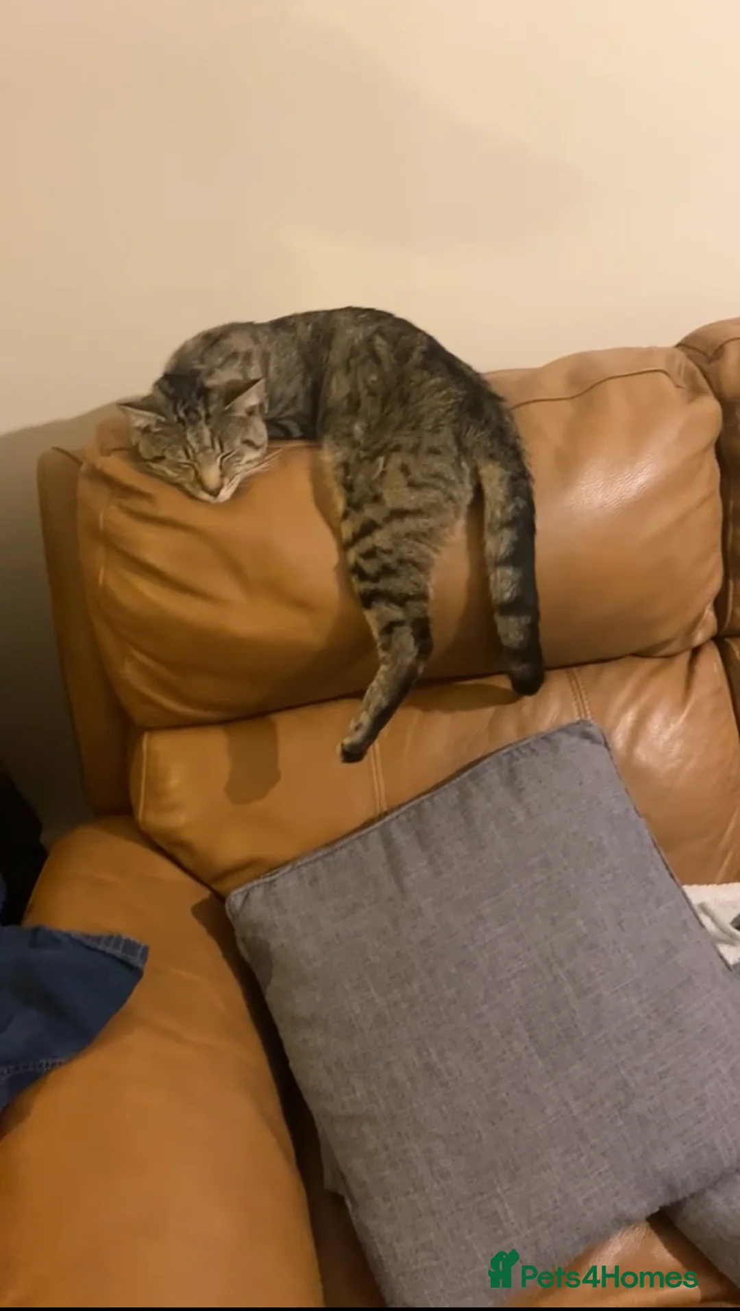 Mixed Breed cats for sale: Cute kittens for sale ready for a new home 🏡 - Advert 13