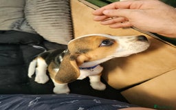 Beagle dogs for sale: 3 adorable beagle pups - Image 1