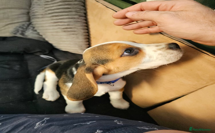 Beagle dogs - Advert 2