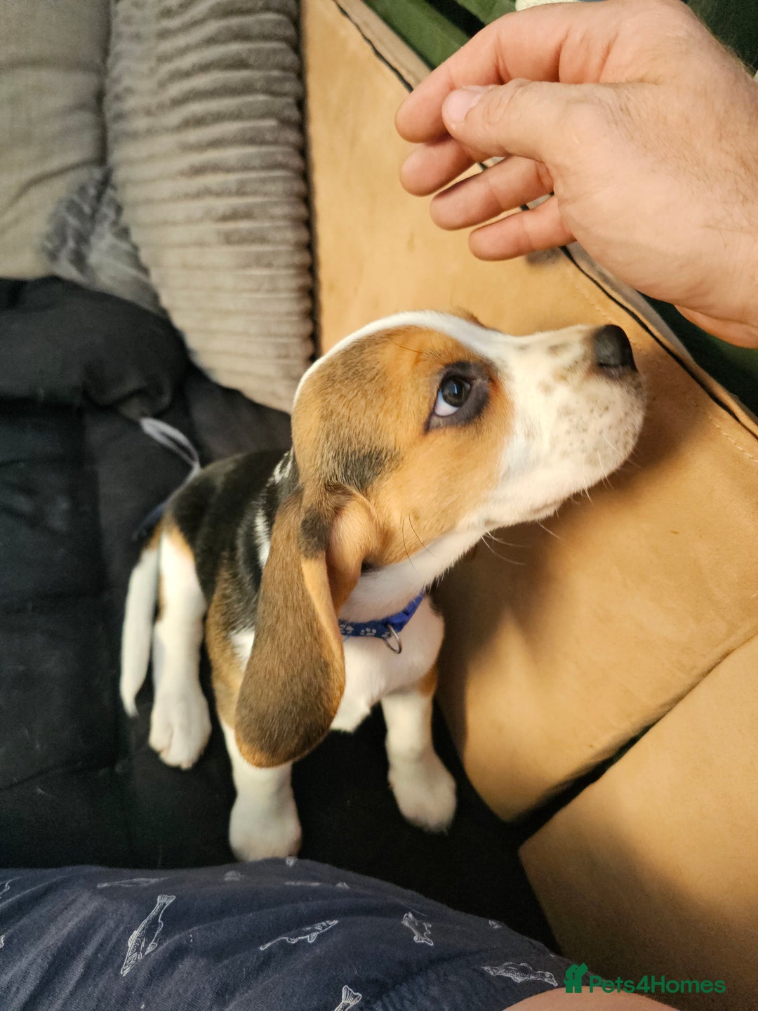 Beagle dogs for sale: 3 adorable beagle pups - Image 1
