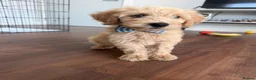 Goldendoodle dogs for sale: 4 months Goldendoodle (Bear) - Advert 4