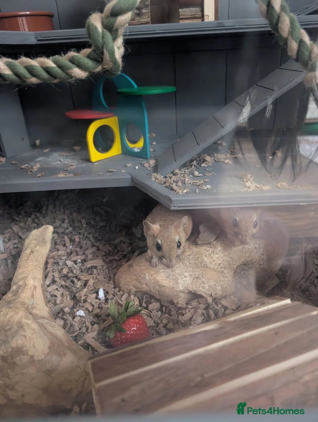 Gerbil rodents for sale: Persian jirds for sale in Beverley - Advert 1