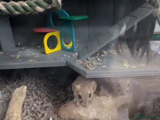 Gerbil rodents Persian jirds for sale - Advert 12