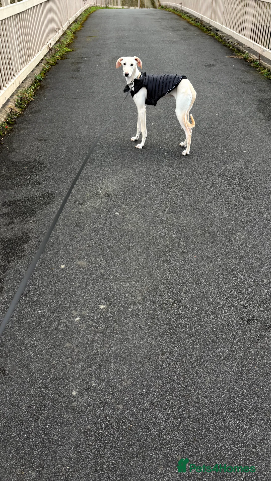 Mixed Breed dogs for sale: 6 month old Lurcher male - Advert 1