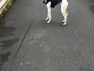 Mixed Breed dogs 6 month old Lurcher male - Advert 13