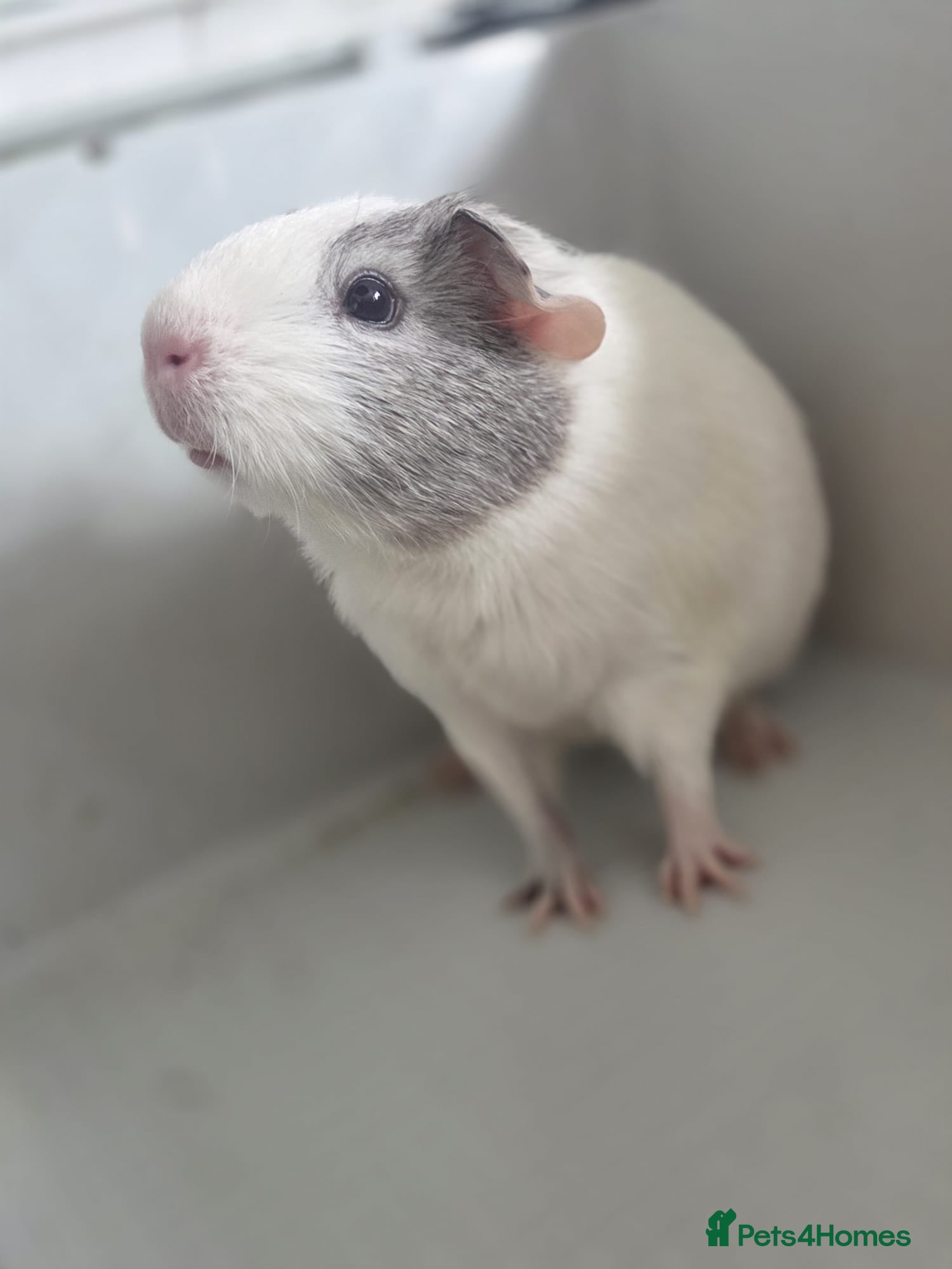 Guinea Pig rodents Free Baby Male Boar Guinea Pig 14 Weeks Old - Advert 1