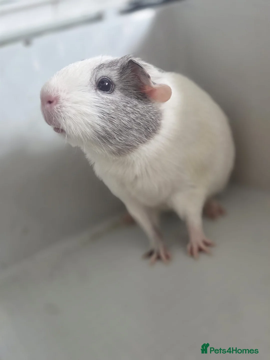 Guinea Pig rodents for sale: Free Baby Male Boar Guinea Pig 14 Weeks Old - Advert 1