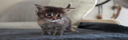 Maine Coon cats for sale: Beautiful, well handled Maincoon kittens  in Gosport - Advert 27