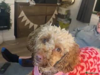 Mixed Breed dogs Doxiepoos - Advert 1
