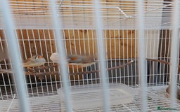 Finches birds for sale: Zebra finches for sale - Image 5