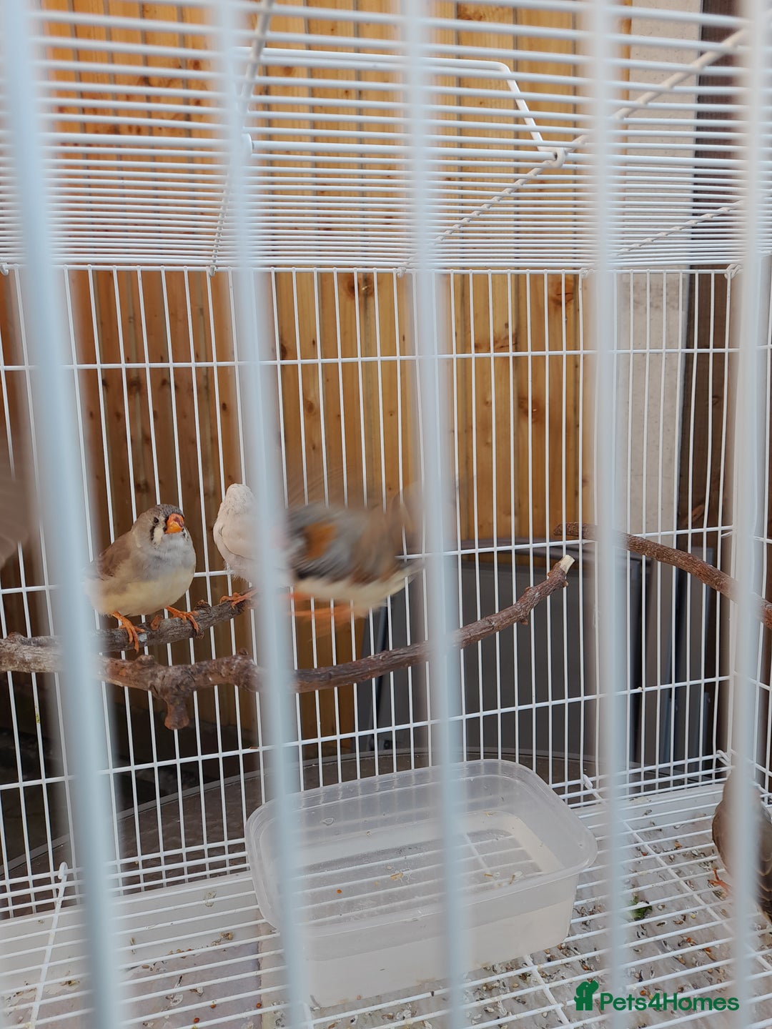 Finches birds for sale: Zebra finches for sale - Image 5