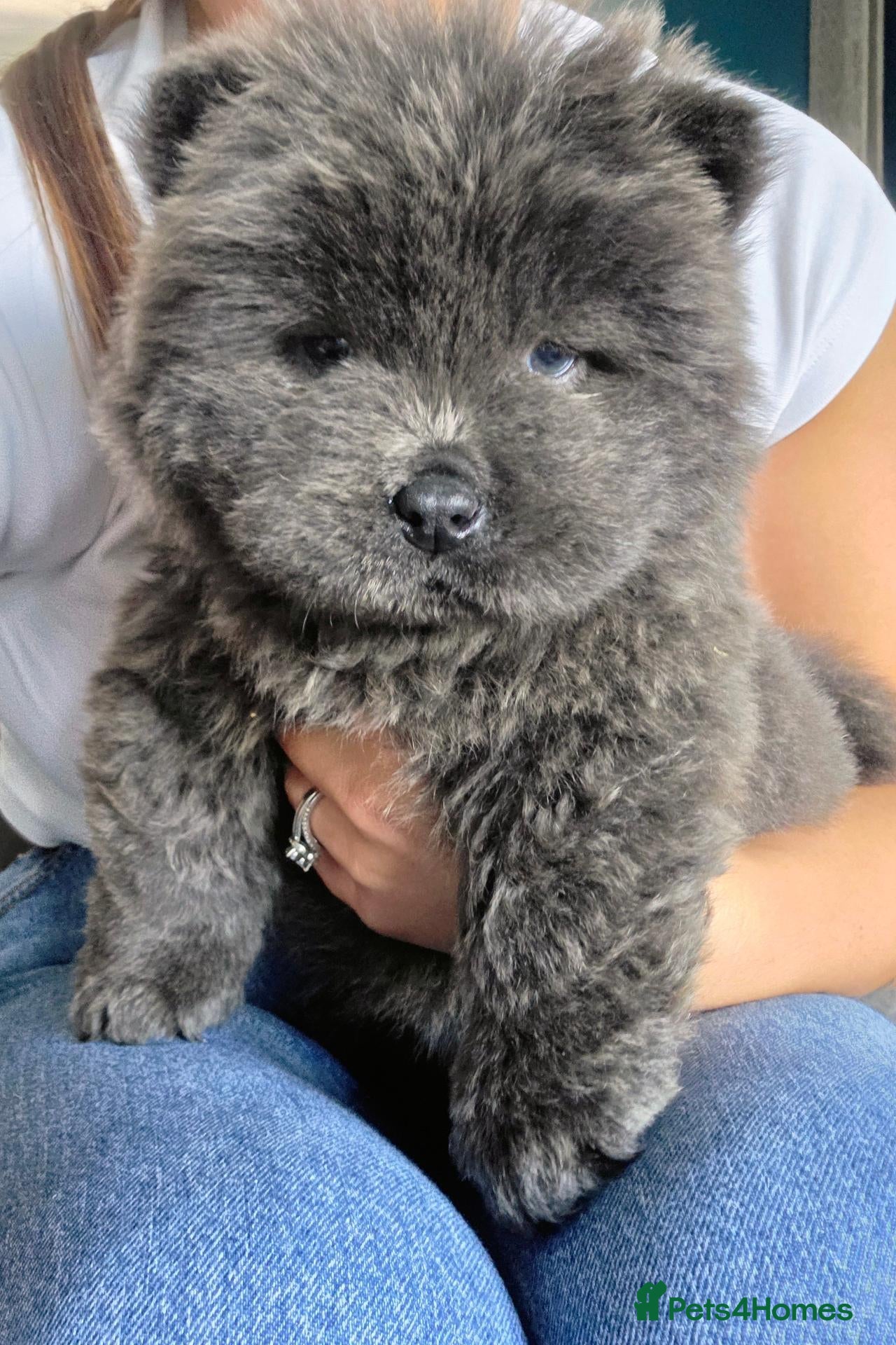 Chow Chow dogs New Home Needed Chow - Advert 3