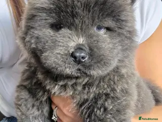 Chow Chow dogs New Home Needed Chow - Advert 3