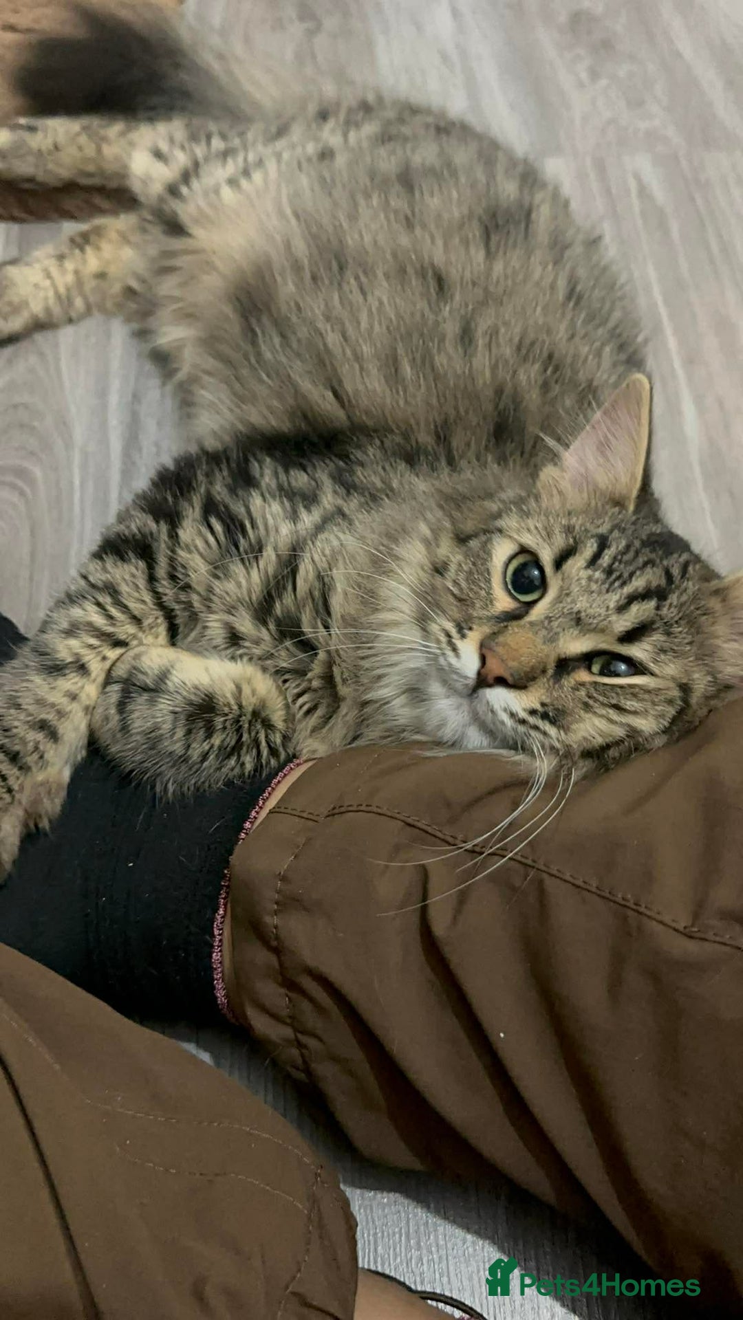 Mixed Breed cats for adoption: Mopsy the cuddlebug - Advert 3