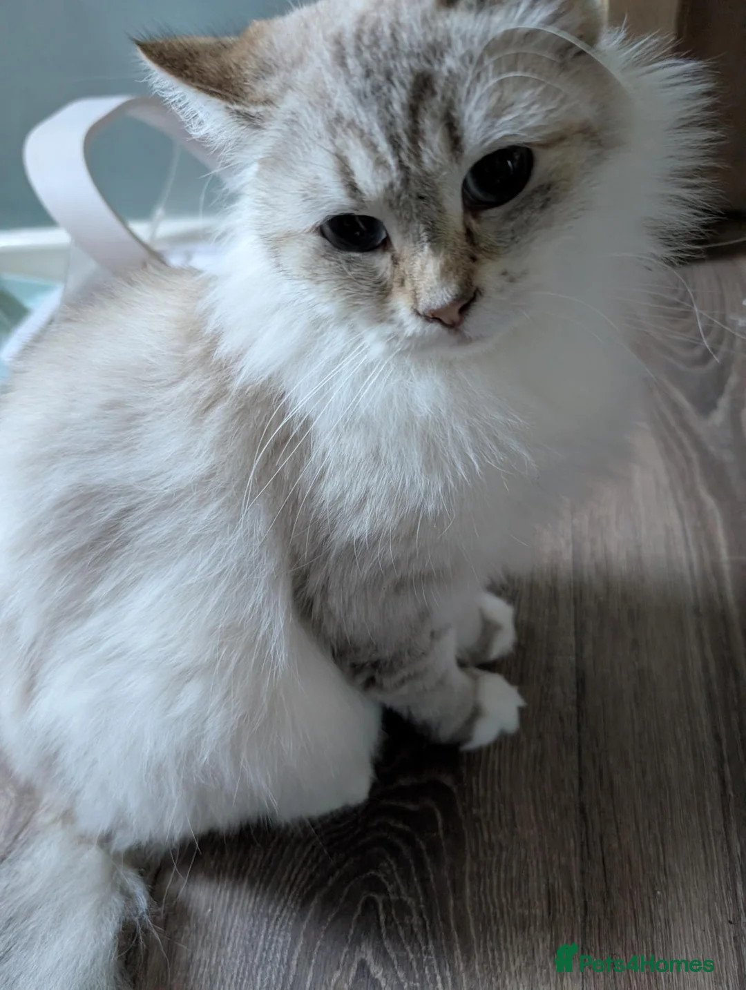 Siberian cats for sale: Siberian Neva Masguerade - Advert 2