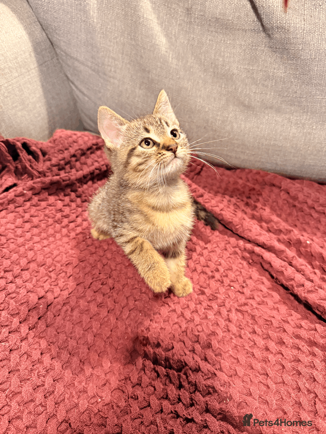 Mixed Breed cats for sale: 4x Himalayan x marble bengal x. Free 4w insurance  - Image 14