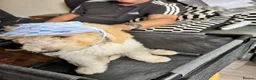 Goldendoodle dogs for sale: Beautiful golden doodle puppies for sale  - Advert 7