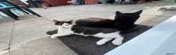 Mixed Breed cats for sale: 6 month old kittens for adoption  - Advert 5