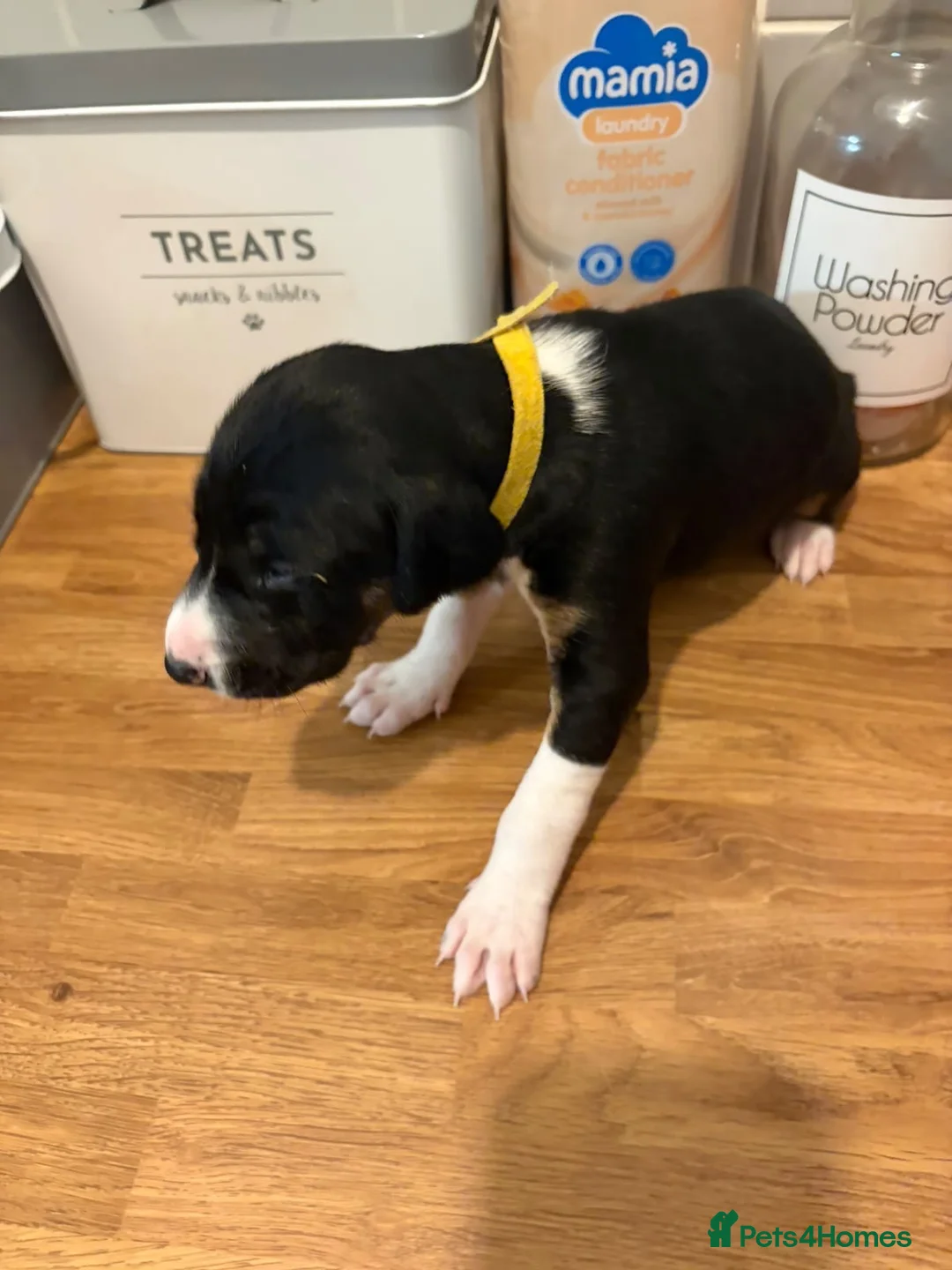 Mixed Breed dogs for sale: Lurcher x saluki puppies in Salisbury - Advert 16