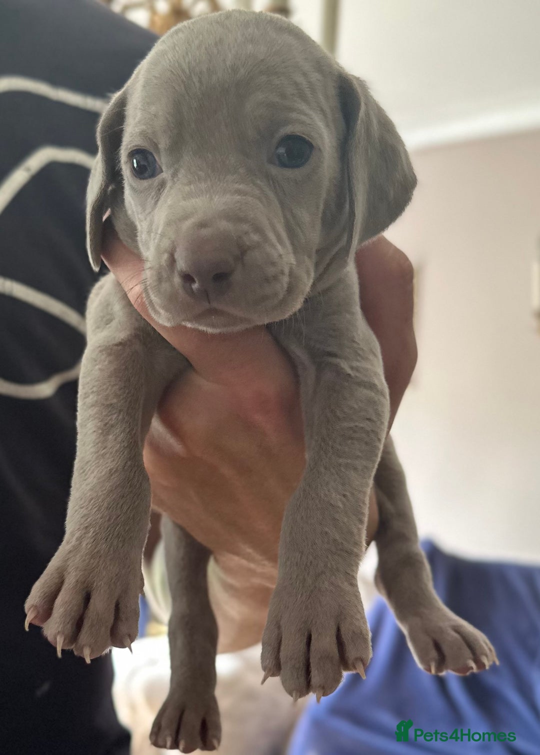 Weimaraner dogs for sale: (3 remaining!) 8 Stunning KC 🩷&💙 Weimaraner pups in Thetford - Image 12