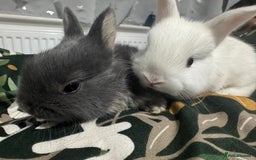 Netherland Dwarf rabbits for sale: Beautiful tamed Bunnies for sale  - Advert 6