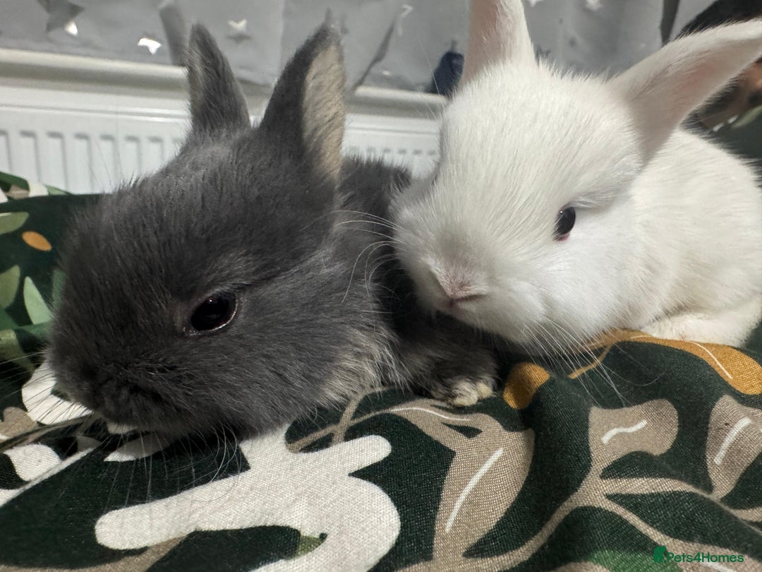 Netherland Dwarf rabbits for sale: Beautiful tamed Bunnies for sale  - Advert 6