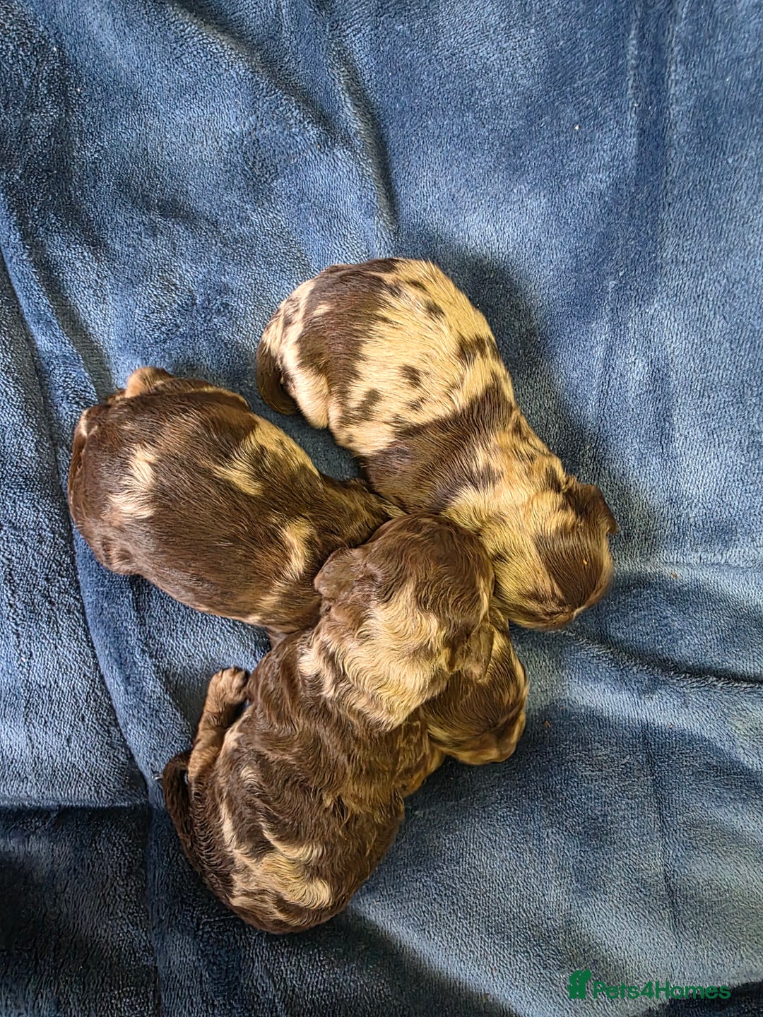 Cockapoo dogs for sale: Cockapoo puppies - Image 6