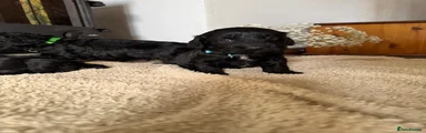 Blue boy 