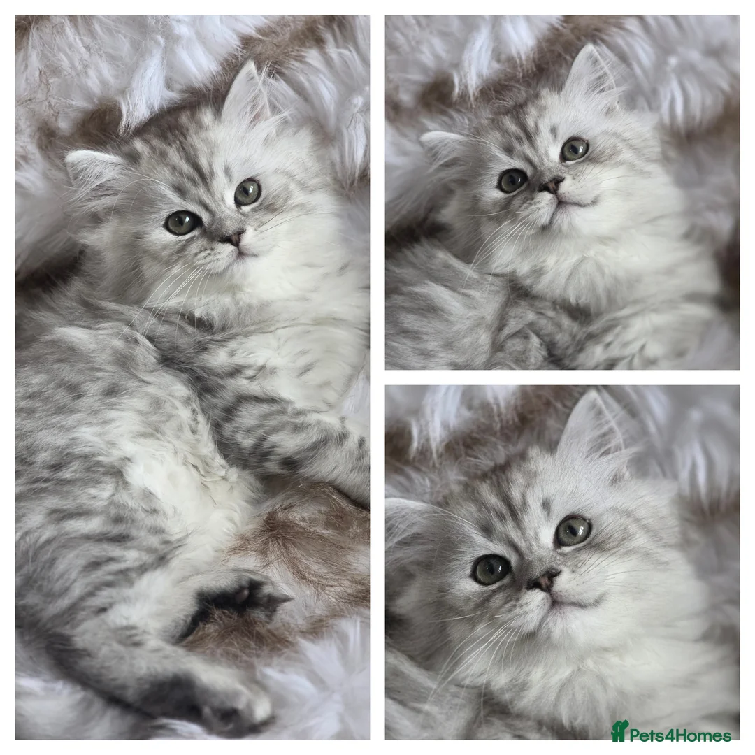 Persian cats for sale: Persian kittens 1 silver girl, and 2 boys left   - Advert 2