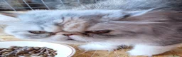 Persian cats for sale: Two gorgeous silver tortie and white tabbies  in Bridgwater - Advert 5