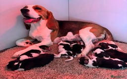 Beagle dogs for sale: ** STUNNING KC 5 GEN TRI COLOUR BEAGLEPUPS ** - Image 11