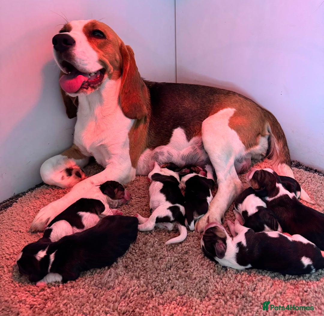 Beagle dogs for sale: ** STUNNING KC 5 GEN TRI COLOUR BEAGLEPUPS ** - Image 11
