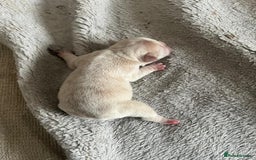 French Bulldog dogs for sale: Frenchie puppies 4 sale  - Image 8