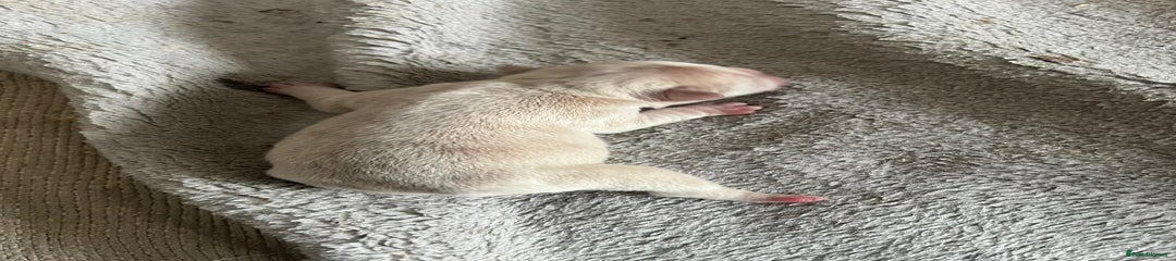 French Bulldog Puppy 4