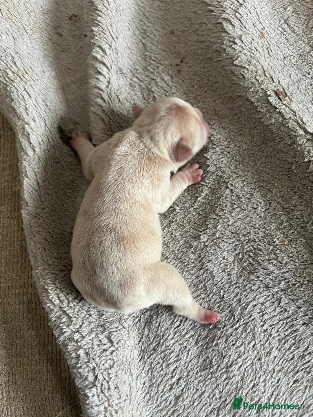 French Bulldog dogs for sale: Frenchie puppies 4 sale  - Image 8