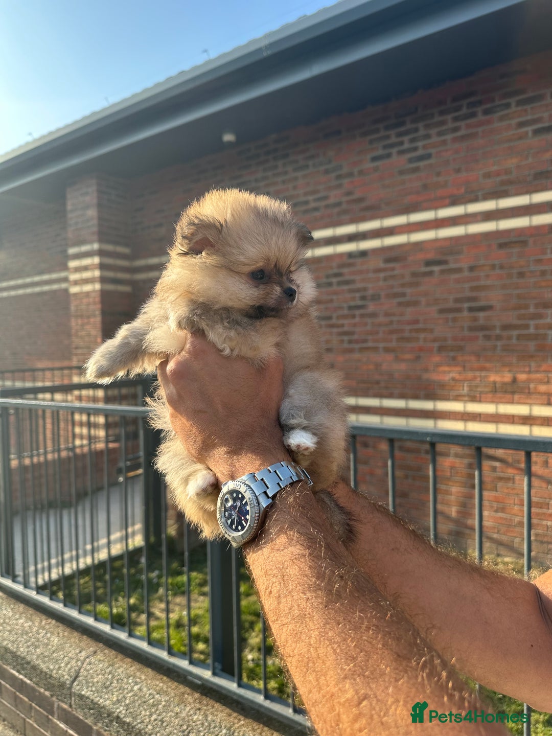 Pomeranian dogs for sale: KC Reg Pomeranian Girls - Image 20