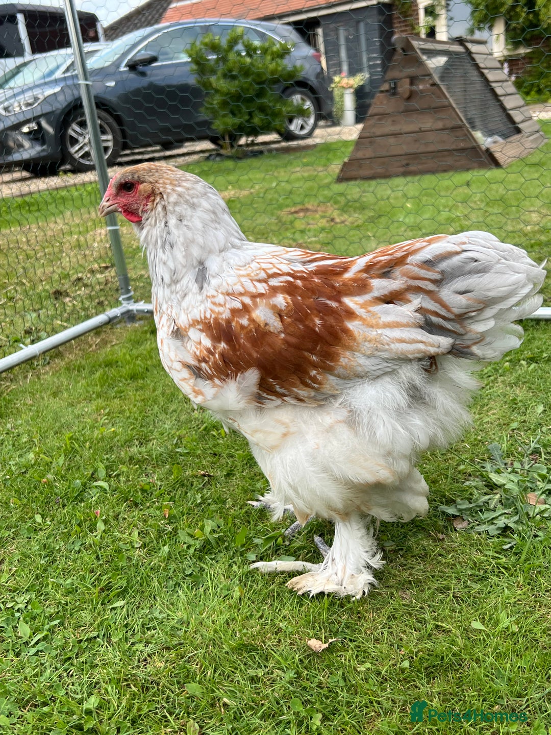 Chickens poultry for sale: Brahmas/Jersey giants - Image 5