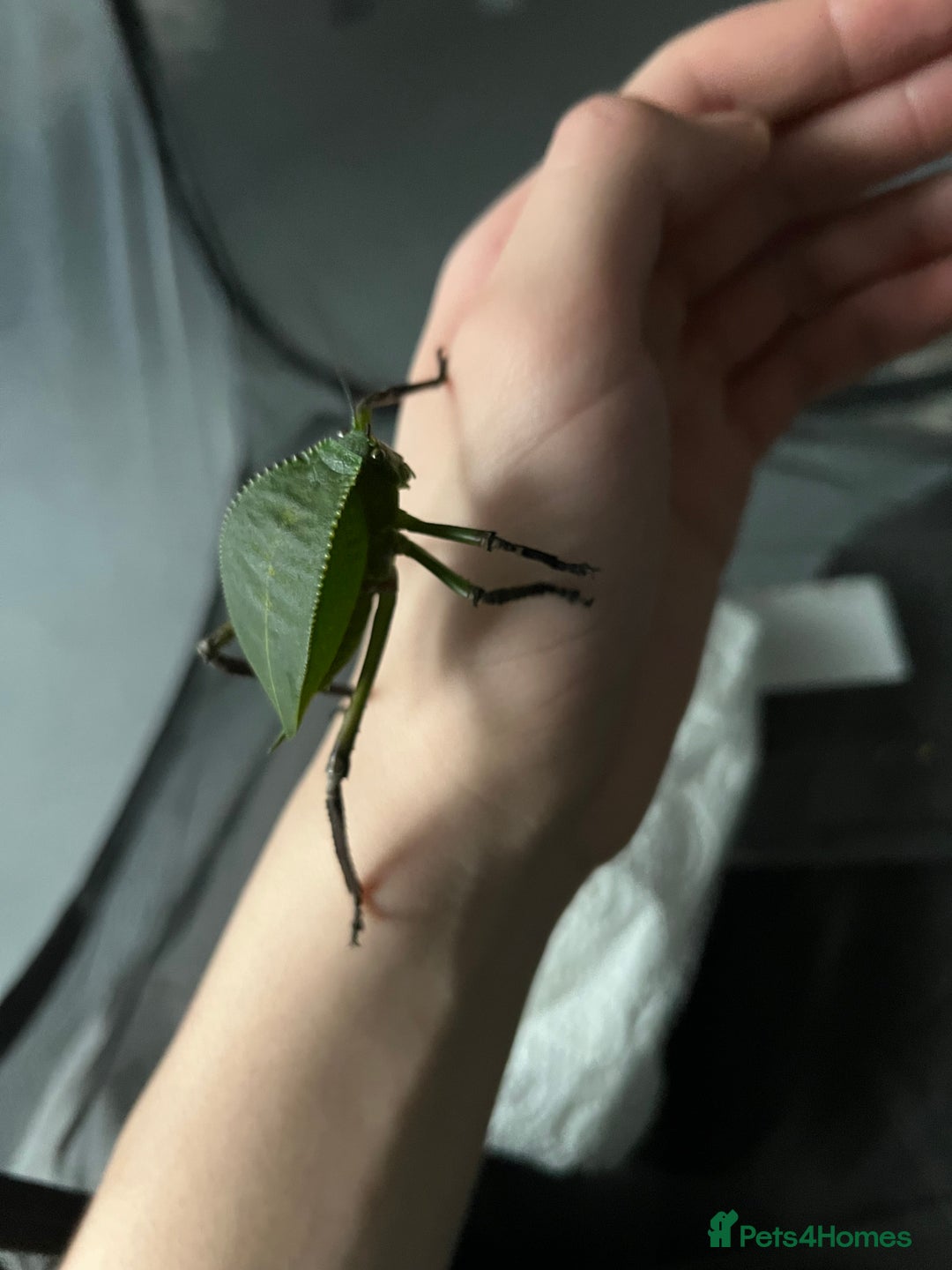 Stick Insects invertebrates for sale: Giant Hooded Katydid Nymphs - Advert 1