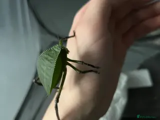Stick Insects invertebrates Giant Hooded Katydid Nymphs - Advert 5